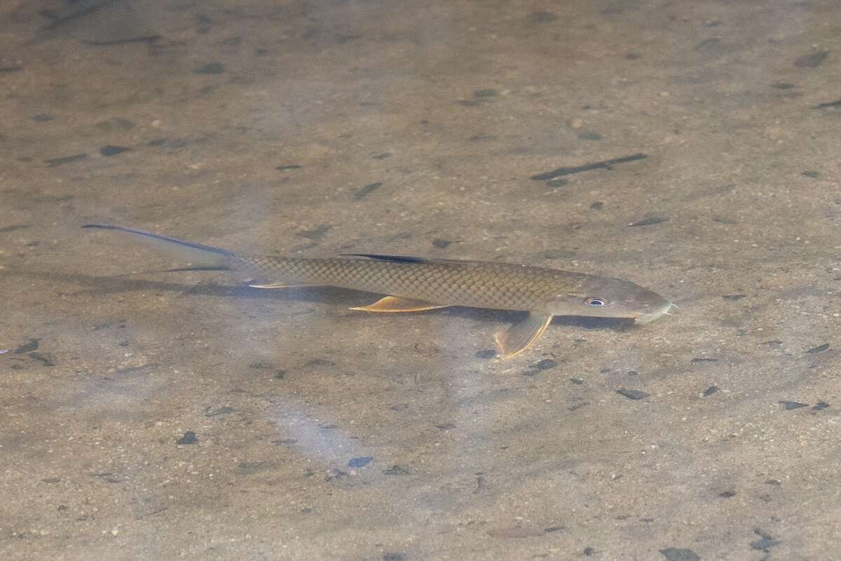 Image of Barbichthys