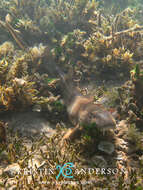 Image of Brownbanded Bamboo Shark