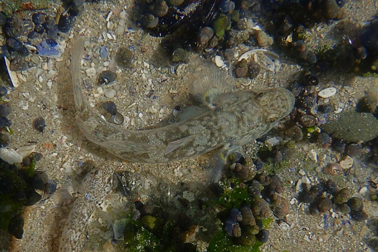 صورة Psammogobius knysnaensis Smith 1935