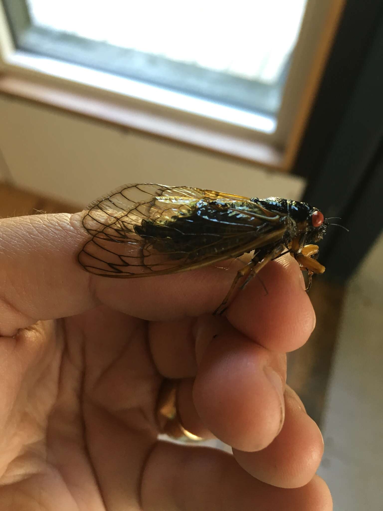 Image of Decim Periodical Cicada