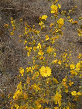 Image of Heermann's tarweed