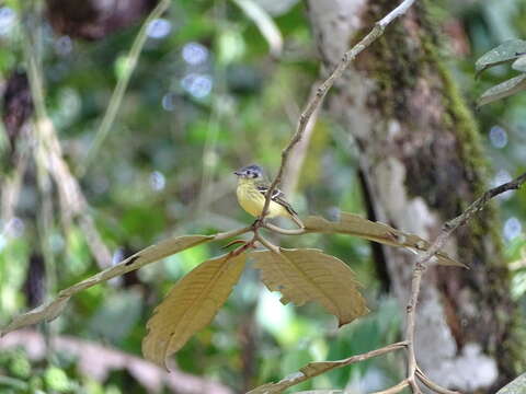 Image of ashy-headed tyrannulet