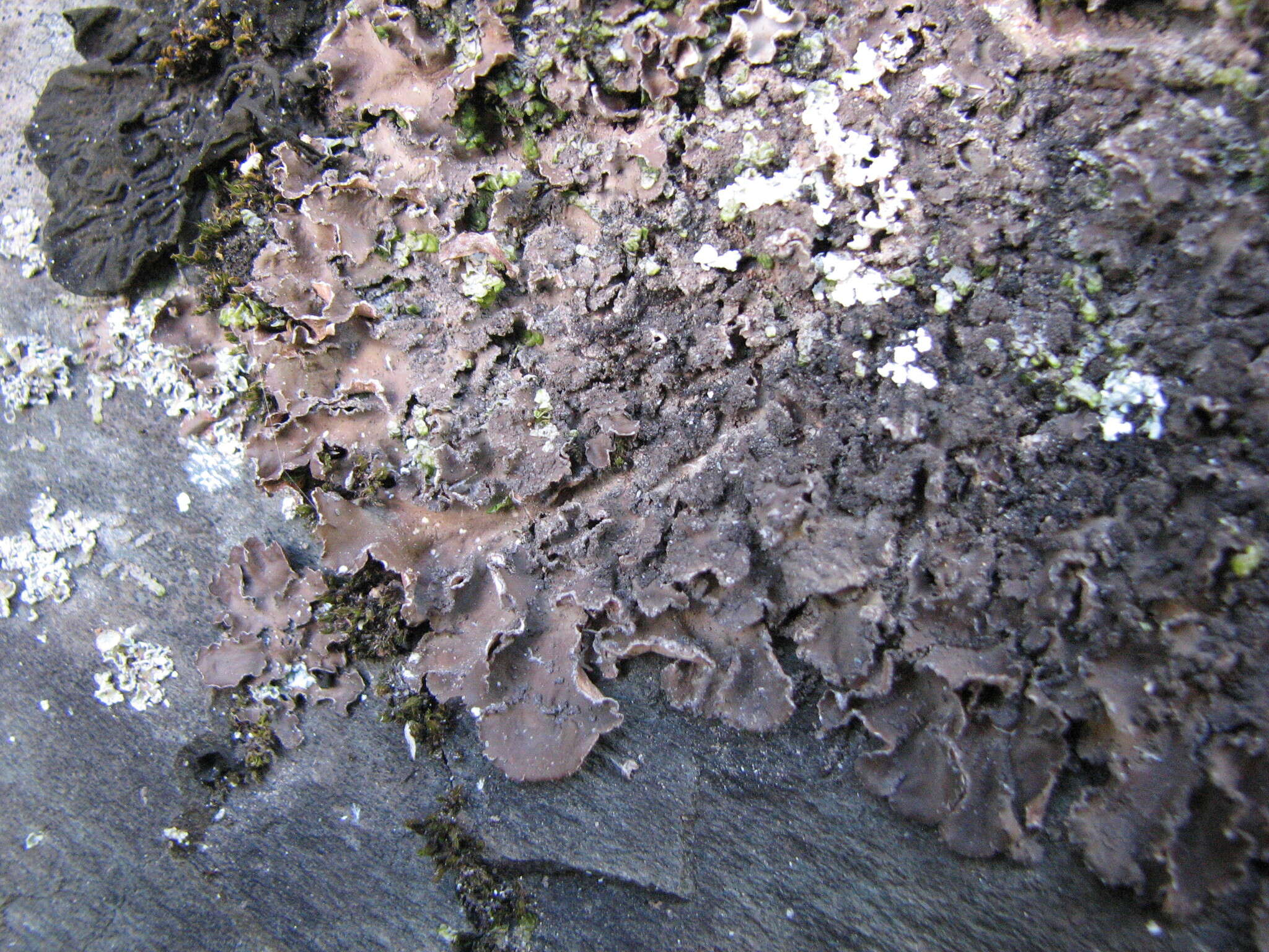 Image of Powdery kidney lichen