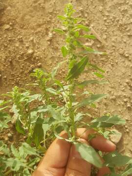 Image of Trans-Pecos Amaranth