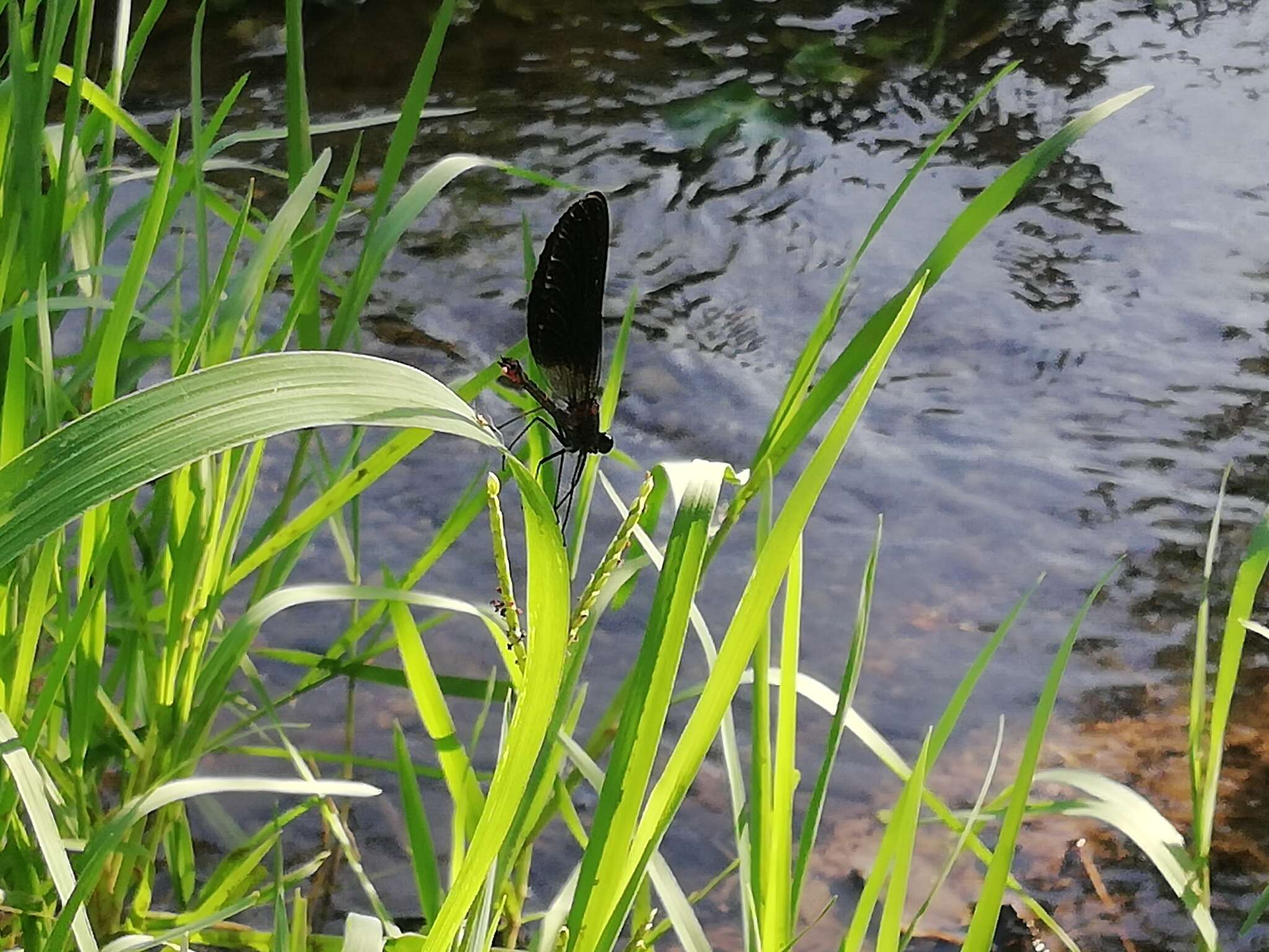 Image of Copper Demoiselle