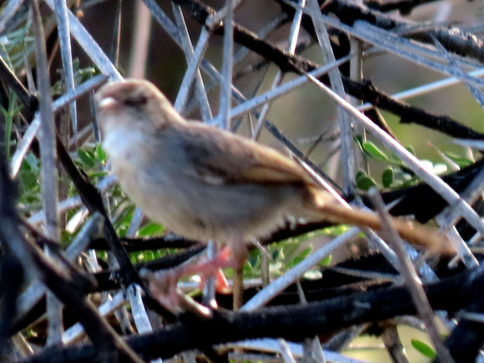 Sivun Cisticola subruficapilla jamesi Lynes 1930 kuva