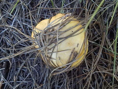 Image of Suillus kaibabensis Thiers 1976