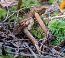 Imagem de Inocybe lanuginosa (Bull.) P. Kumm. 1871