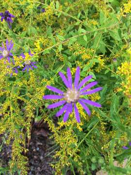 Image de Symphyotrichum georgianum (Alexander) G. L. Nesom