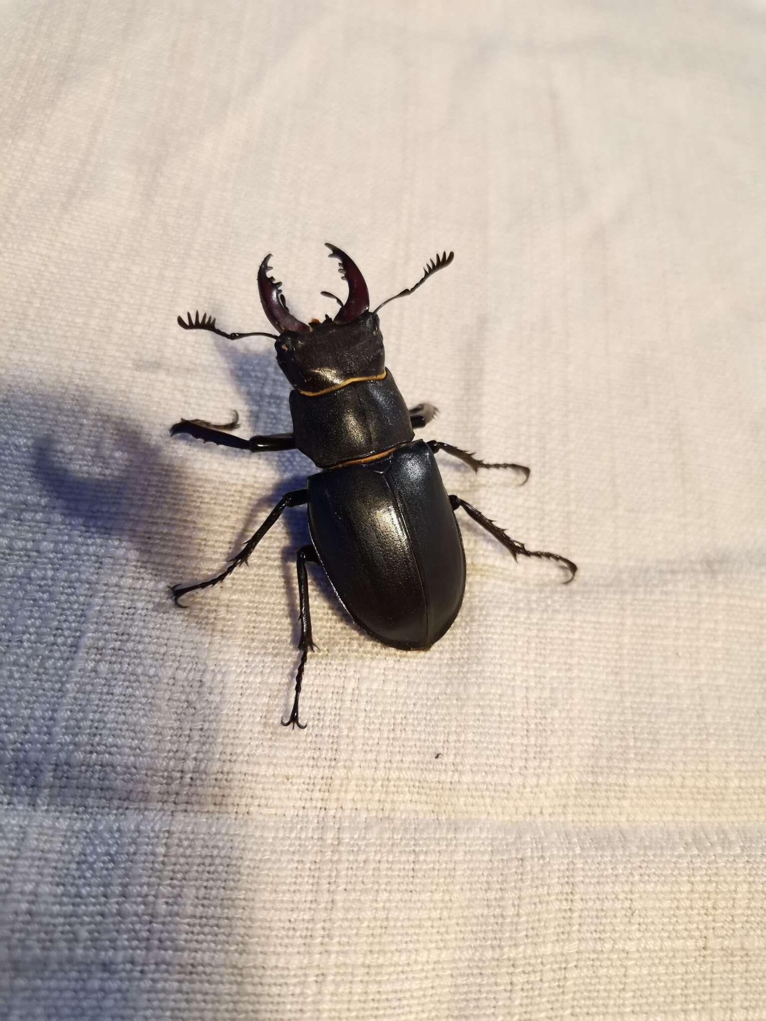 Image of <i>Lucanus cervus turcicus</i>