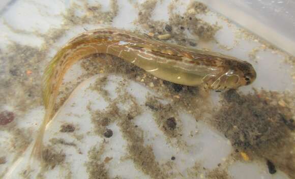 Image of Rotund blenny