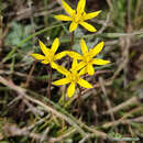 Image of Gagea bulbifera (Pall.) Salisb.