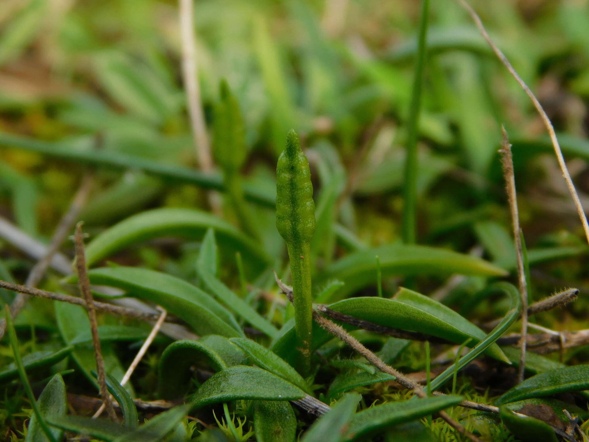 Слика од Ophioglossum lusitanicum L.