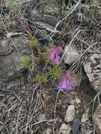 Image of stiffleaf penstemon