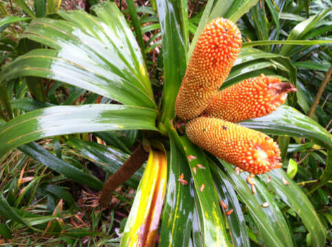 Image de Freycinetia arborea Gaudich.