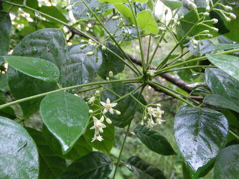 Plancia ëd Trichilia americana (Sessé & Mociño) T. D. Pennington