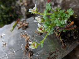 صورة Saxifraga hyperborea R. Br.