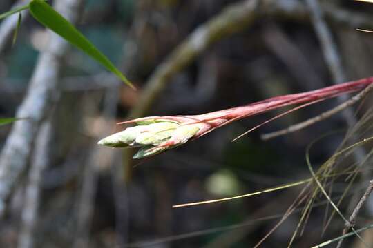 Image de Tillandsia juncea (Ruiz & Pav.) Poir.