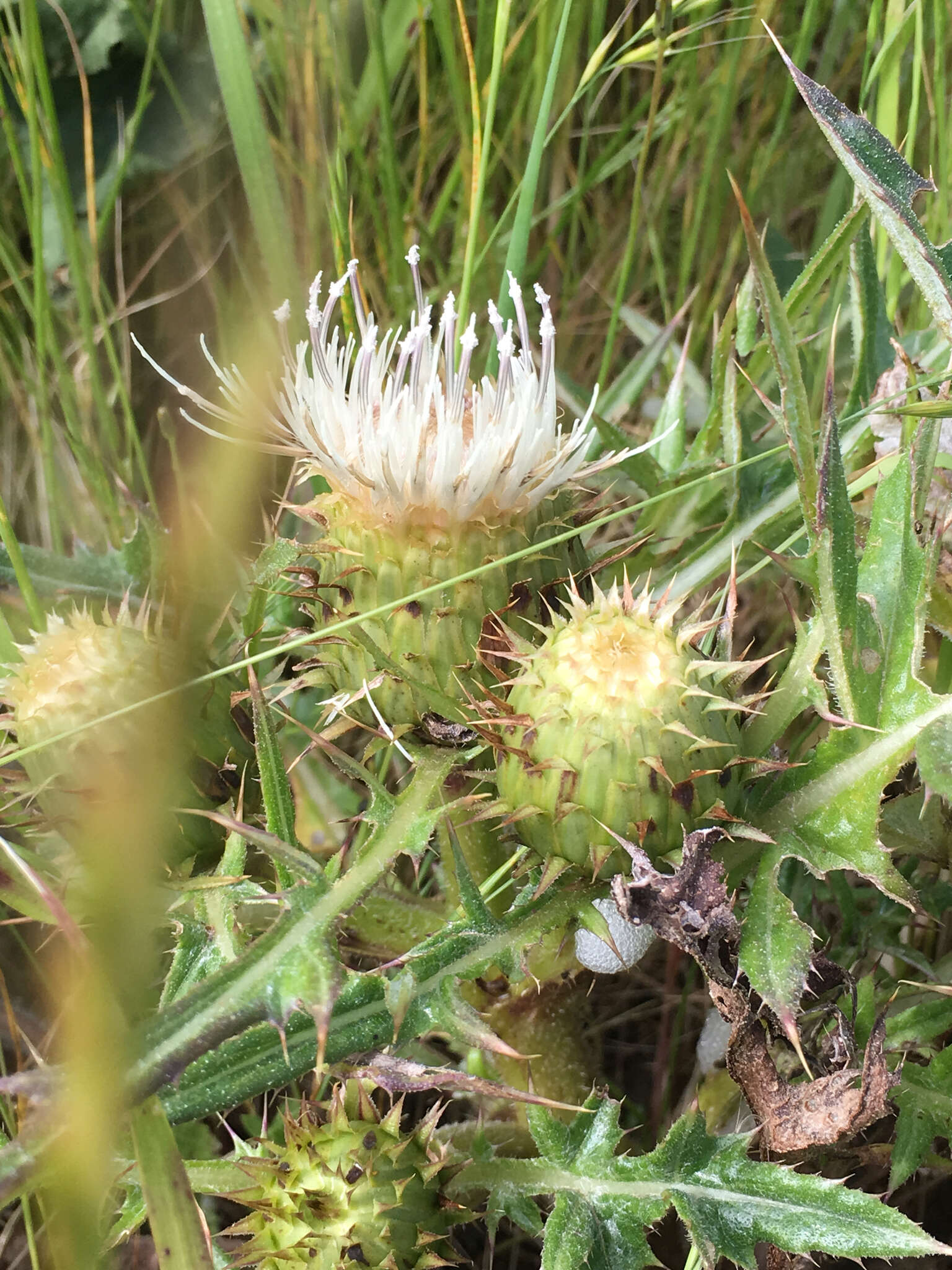 Image of Alameda County thistle