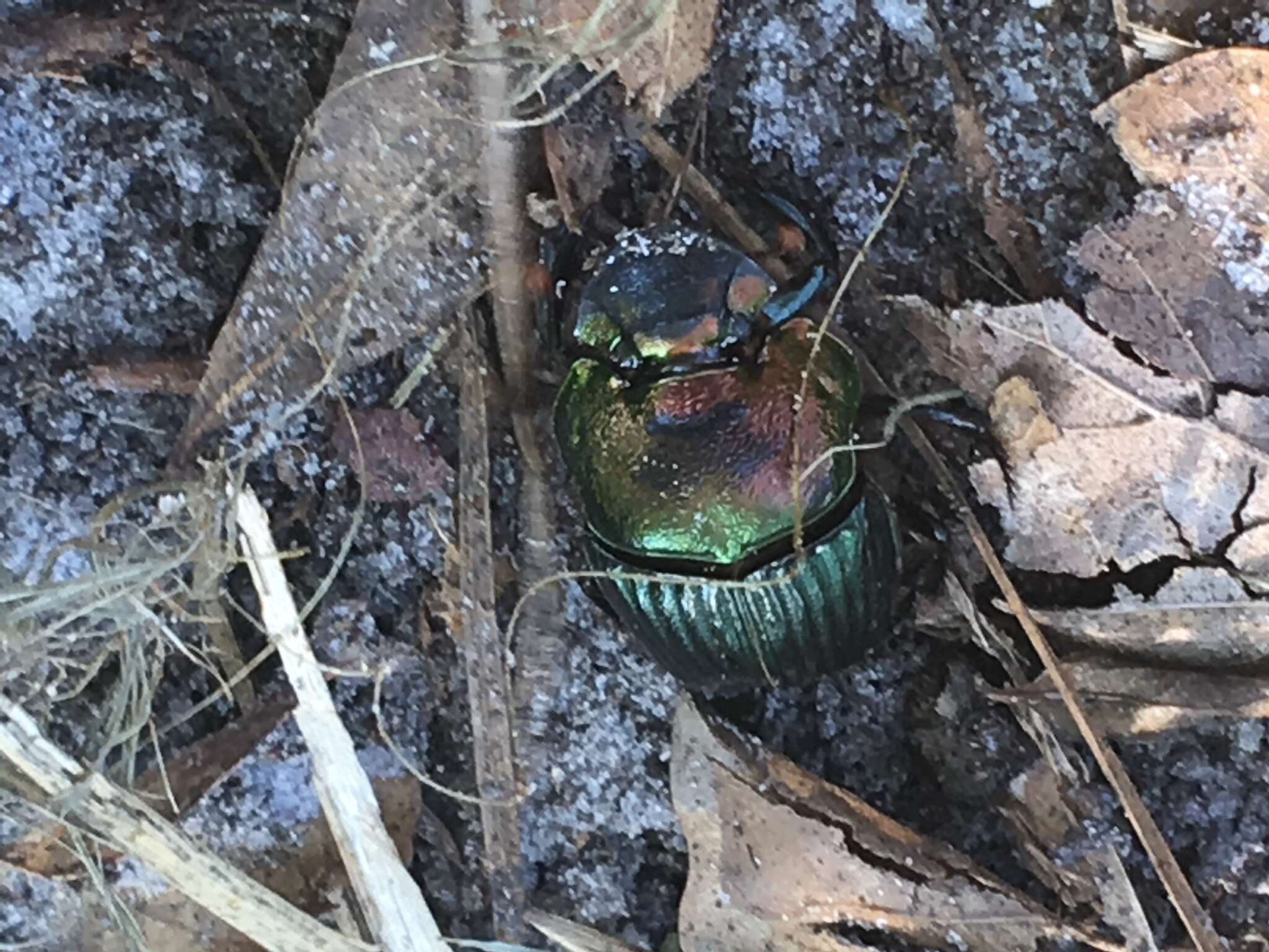 Imagem de Phanaeus (Phanaeus) igneus floridanus Olsoufieff 1924