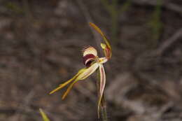 Image of Stumpy spider orchid