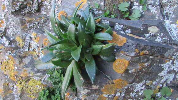 Crassula brachystachya Tölken resmi