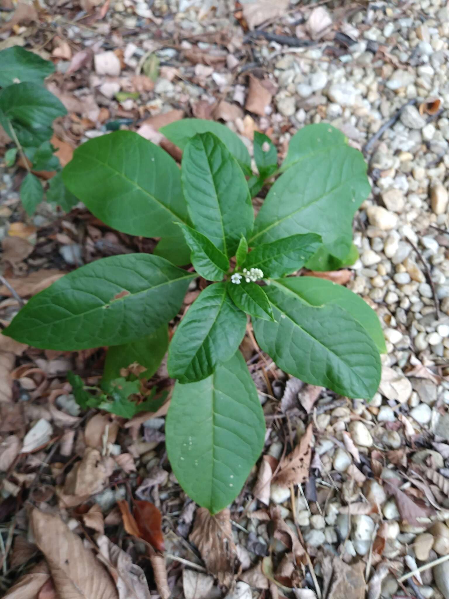 Image of Phytolacca americana var. americana