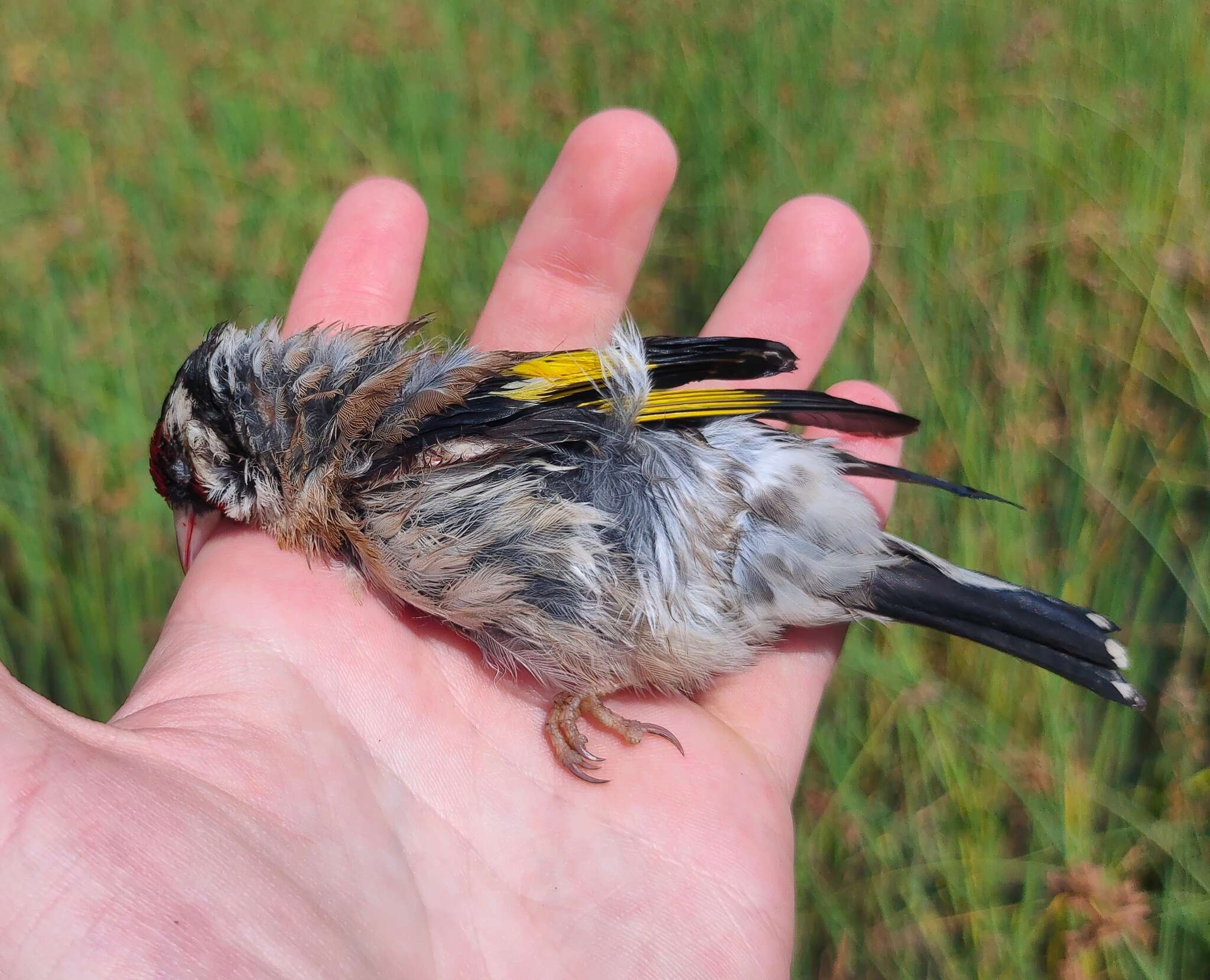 Carduelis carduelis carduelis (Linnaeus 1758)的圖片