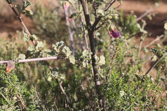 صورة Anisodontea triloba (Thunb.) D. M. Bates