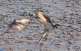 Image of Chestnut-banded Plover