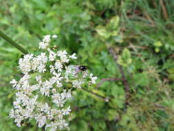 Image of Musca osiris Wiedemann 1830