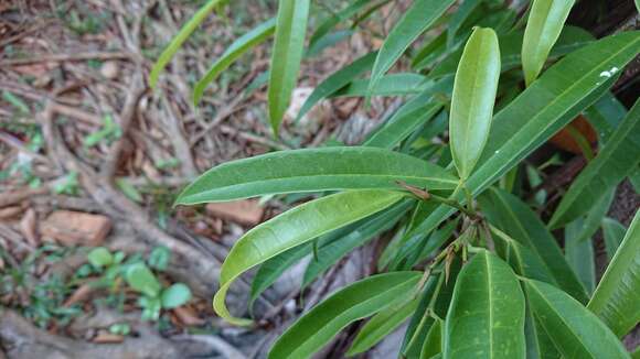 Ficus binnendijkii (Miq.) Miq.的圖片