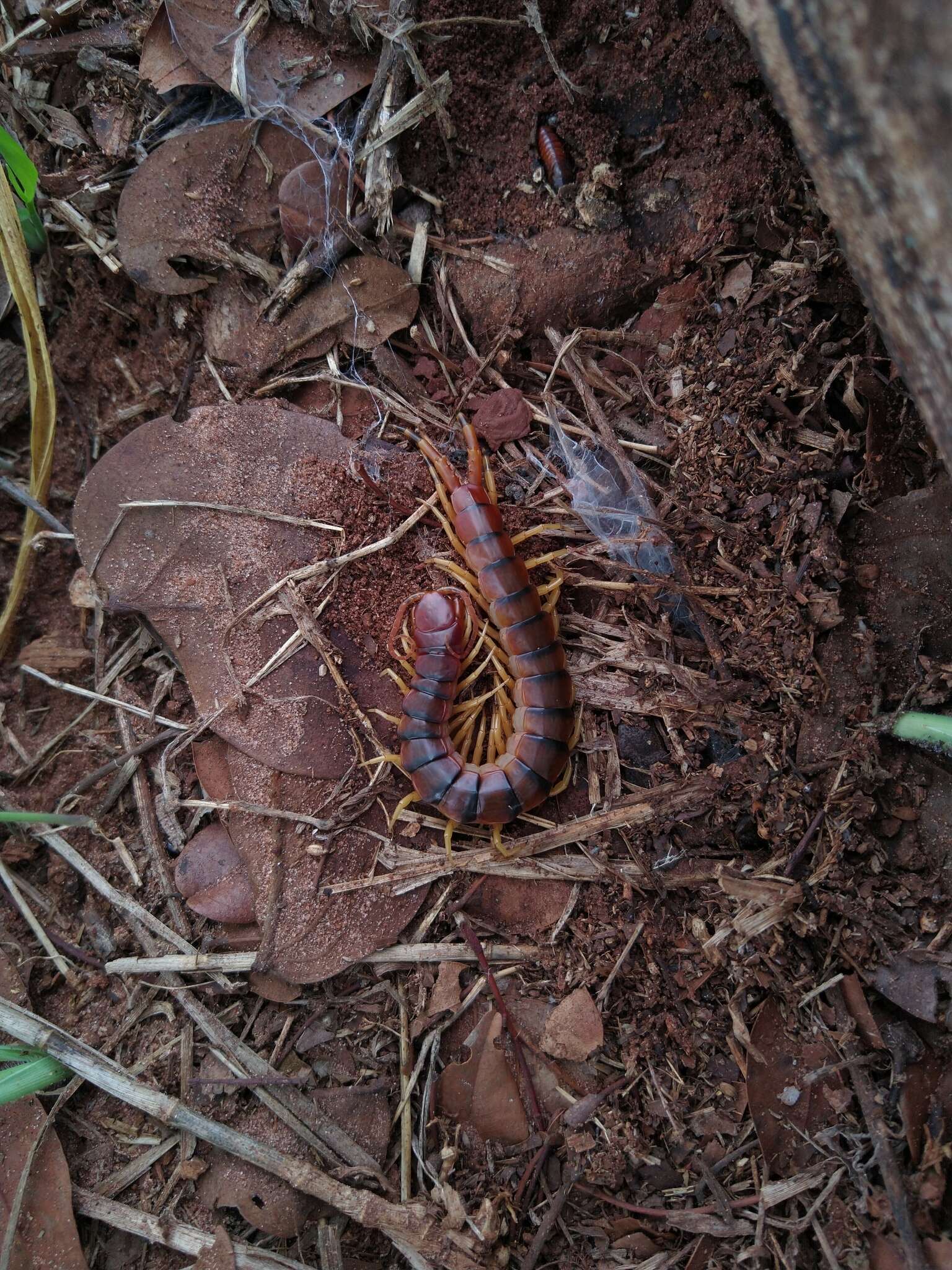 Image of Scolopendra viridicornis Newport 1844