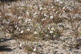 Imagem de Coreocarpus parthenioides Benth.