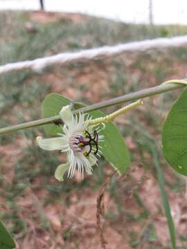 Image de Passiflora pohlii Mast.