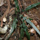 Слика од Asplenium attenuatum R. Br.