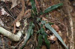 Image of Asplenium attenuatum R. Br.