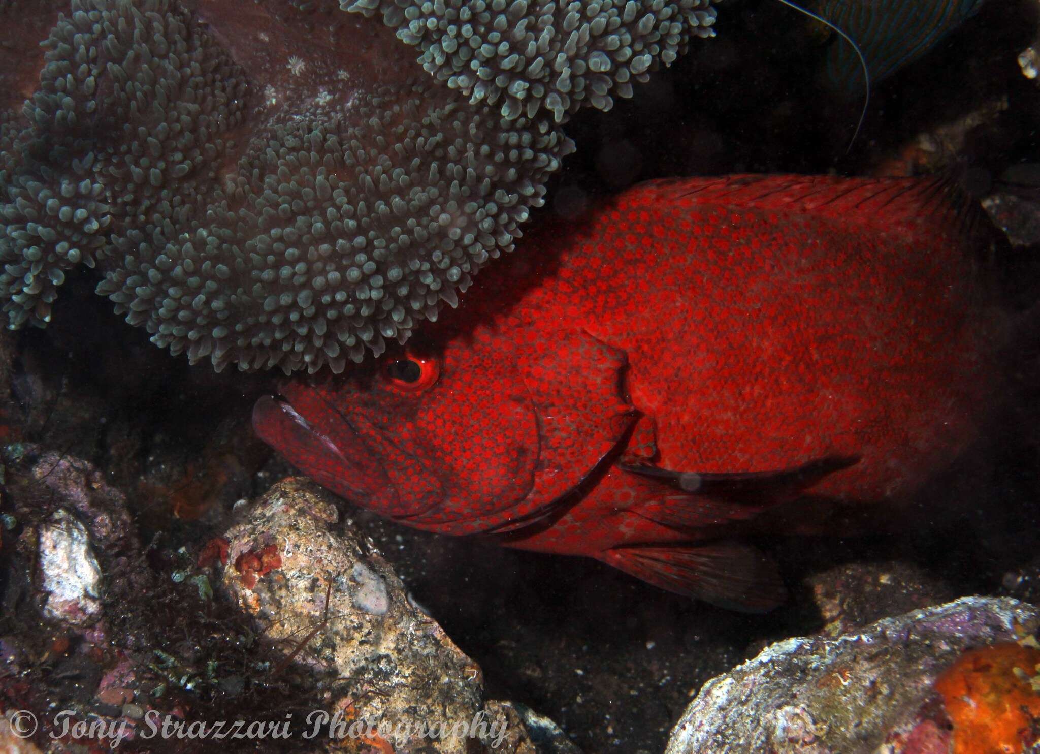 Image of Peacock rockcod