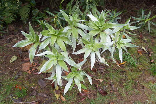 Image of Helichrysum heliotropifolium (Lam.) DC.