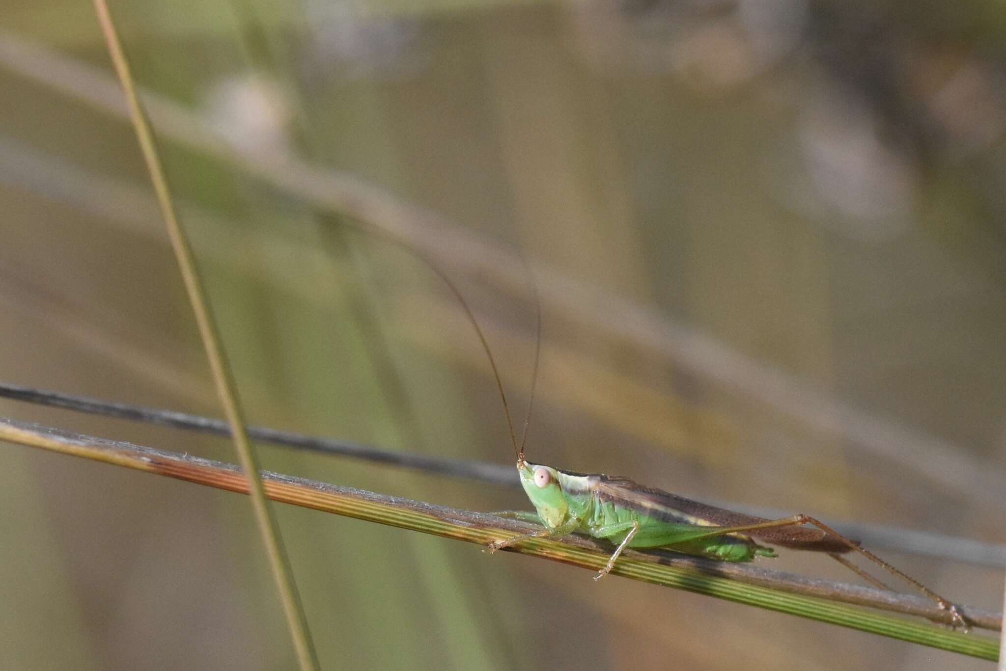 Image of Graceful Meadow Katydid