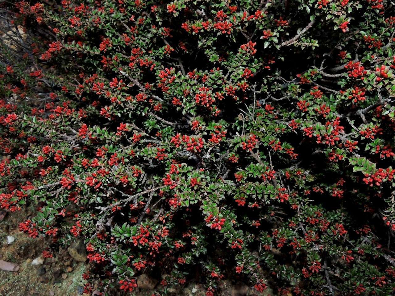 Image of Leionema lamprophyllum subsp. obovatum F. M. Anderson