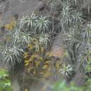 Image of Dyckia floribunda Griseb.