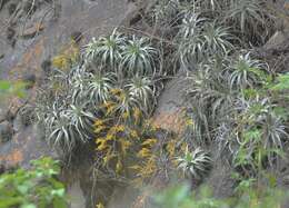 Image of Dyckia floribunda Griseb.