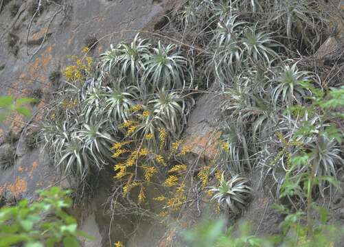 Image of Dyckia floribunda Griseb.