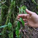 Image of Lepanthes acutissima Luer & R. Escobar