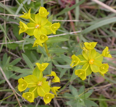 Image of <i>Euphorbia nicaeensis</i> All.