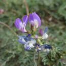 <i>Astragalus <i>emoryanus</i></i> var. emoryanus的圖片