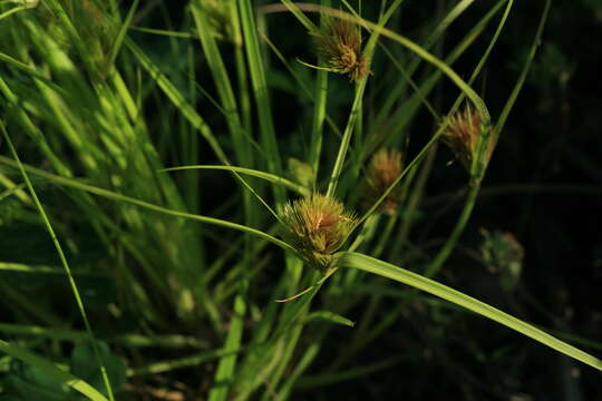 Image of Bohemian Sedge