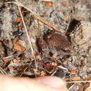 Image of Slender Frog