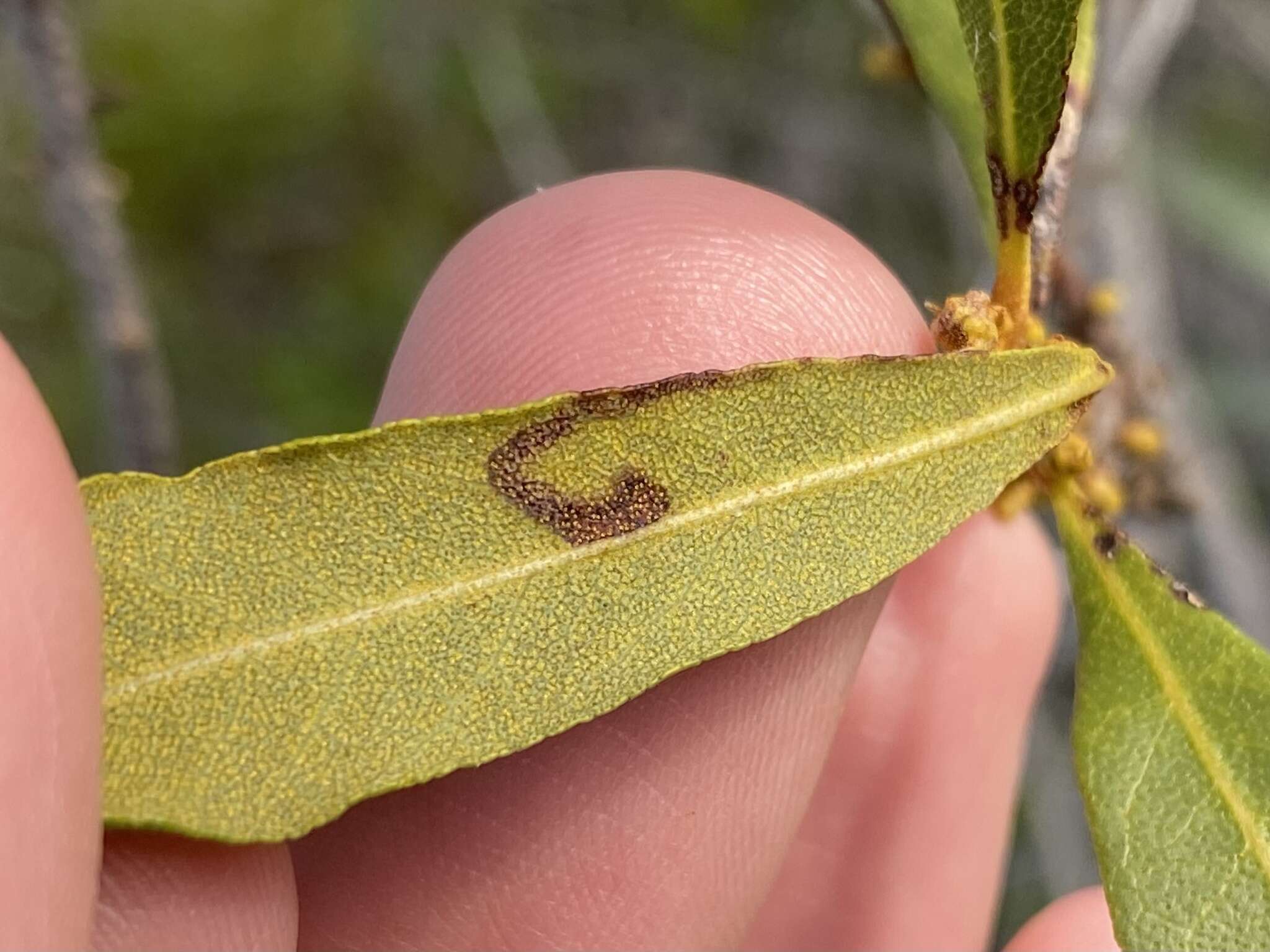 Imagem de Stigmella betulicola (Stainton 1856) Beirne 1945